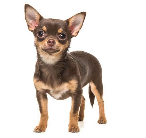 Healthy snacks hot sale for chihuahuas